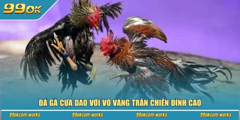 Đá gà cựa dao với vô vàn trận chiến đỉnh cao