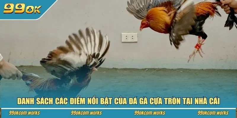 Danh sách các điểm nổi bật của đá gà cựa tròn tại nhà cái