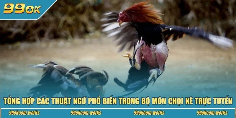 Tổng hợp các thuật ngữ phổ biến trong bộ môn chọi kê trực tuyến